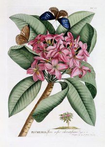 Plumeria, c.1749 (grabado coloreado a mano)